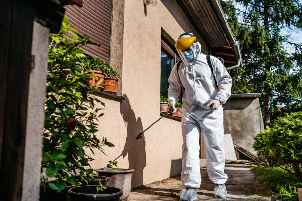 Best Insect Control  in Bazon, CA