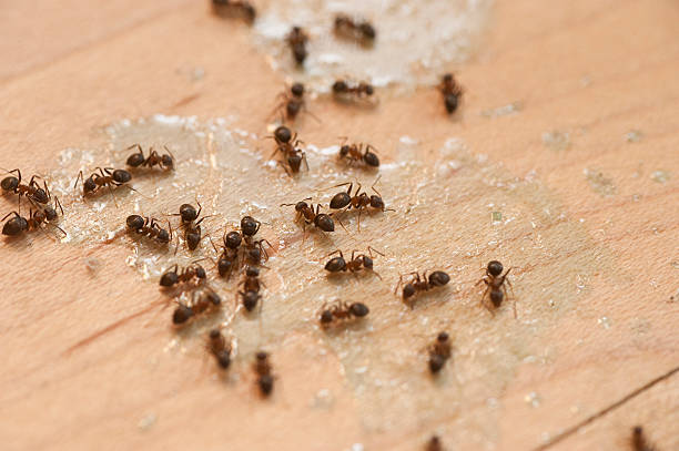 Best Best Pest Control Companies  in Bazon, CA