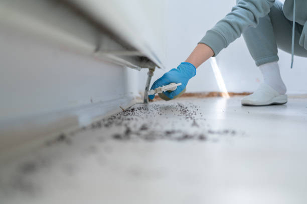 Best Residential Pest Control  in Bazon, CA